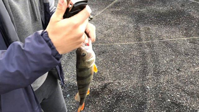 Окунь. Почти как в Южной Америке! смотреть онлайн