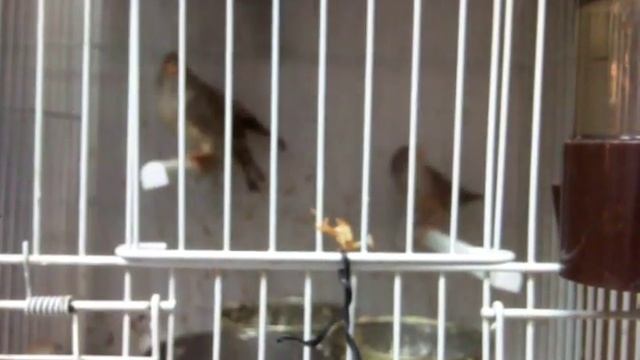 пение амадин смотреть онлайн