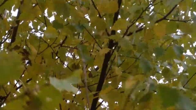 белка. животный мир. в дикой природе смотреть онлайн