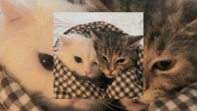 нежно это - amerikantsy/ американцы не летали на луну ✨ смотреть онлайн