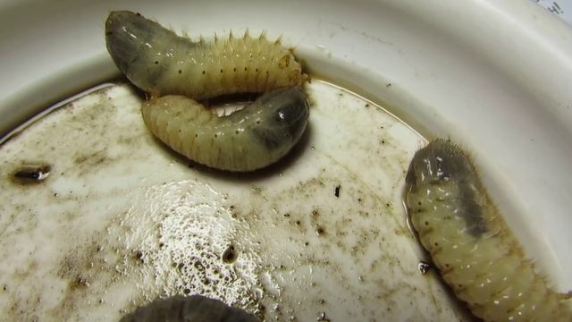 КТО ЖИВЕТ В КОМПОСТНОЙ КУЧЕ? ( НЕ ДЛЯ СЛАБОНЕРВНЫХ!) смотреть онлайн