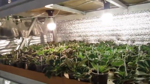 КАК И СКОЛЬКО ДОСВЕЧИВАТЬ ФИАЛКИ