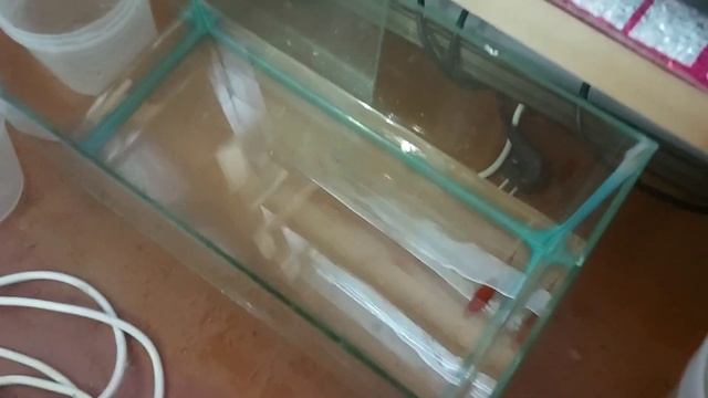 Лечим рыбку солью. смотреть онлайн