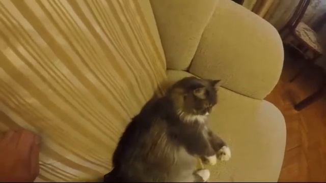 Перчатка для вычесывания шерсти у кошек и собак отзыв смотреть онлайн