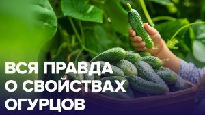 Чем полезны ОГУРЦЫ? | Доктор 24