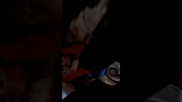 Как научится различить крольчатах гуляет она или нет смотреть онлайн