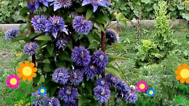 Клематис гибридный Multi Blue. Краткий обзор, описание характеристик, где купить крупномеры, саженц смотреть онлайн