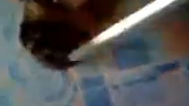 Копия видео "Лиза кошка пылесос" смотреть онлайн