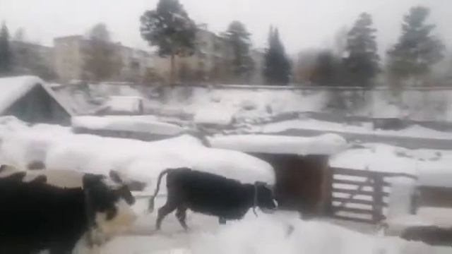 Как запускать корову перед отелом смотреть онлайн