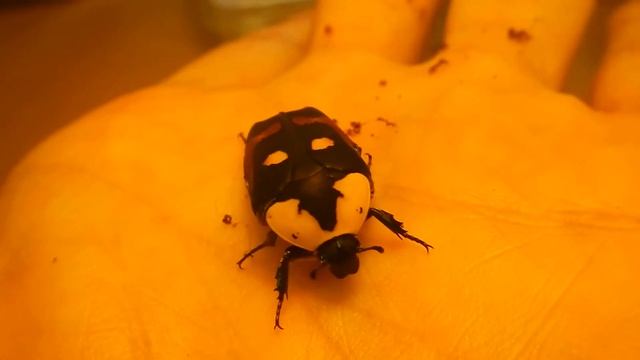 Красивая бронзовка смотреть онлайн