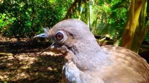 Лирохвост: самый талантливый имитатор