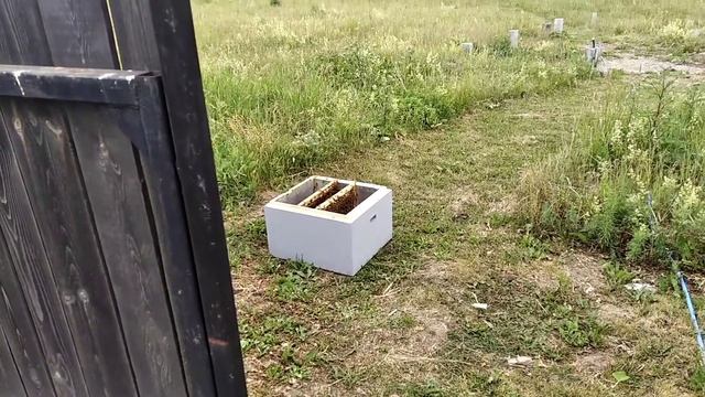 один из вариантов объединения отводка с семьей пчёл смотреть онлайн