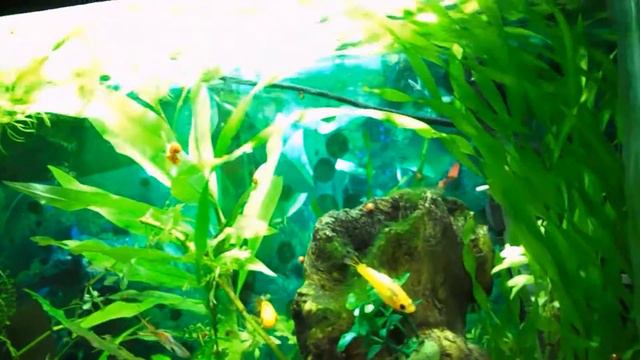 Природный аквариум смотреть онлайн