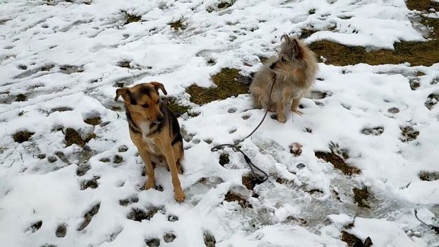 Наша Собачья жизнь. Желтые Воды, Декабрь 2022. смотреть онлайн