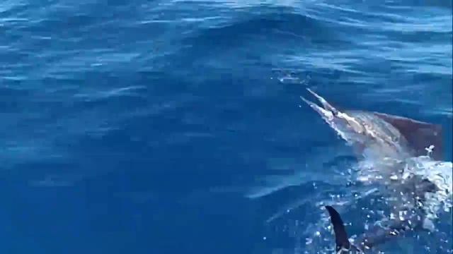 holly sail смотреть онлайн