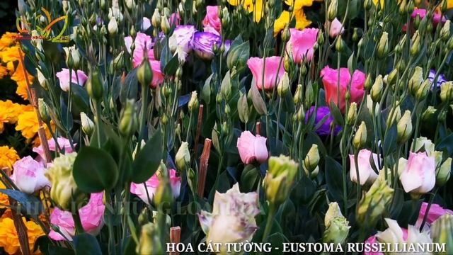 Hoa Cát Tường- Tên khoa học: Eustoma russellianum смотреть онлайн