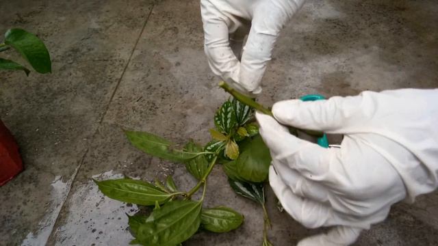 Propagation of Pilea plant by Cutting.... //Monsoon Propagation. смотреть онлайн