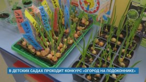 В ДЕТСКИХ САДАХ ПРОХОДИТ КОНКУРС «ОГОРОД НА ПОДОКОННИКЕ»