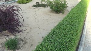 Живая изгородь из бирючины