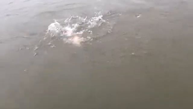 Чавыча 2013. Камчатка. смотреть онлайн