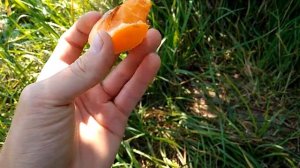 Абрикос Биг Ред