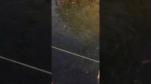 Для чего нужен Пруд на участке . Форель и карп в пруду.