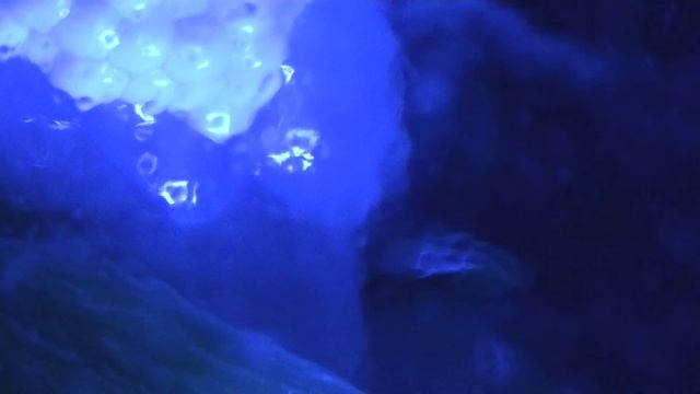 как ампулярия делает кладку-how Does The Clutch Ampulyarii