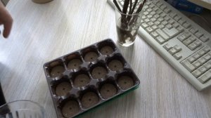 ЭКСПЕРИМЕНТ ПО УКОРЕНЕНИЮ ЧЕРЕНКОВ РЯБИНЫ И ЧЕРЕШНИ ВЕСНОЙ.