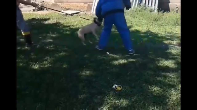 Episode 22: Buldogue Campeiro (Camperio Bulldog) - Fabrício Tiberê Jardim