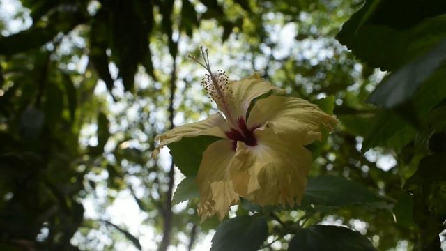 4K Hibiscus Flower Video And Relaxing Music On YouTube? смотреть онлайн