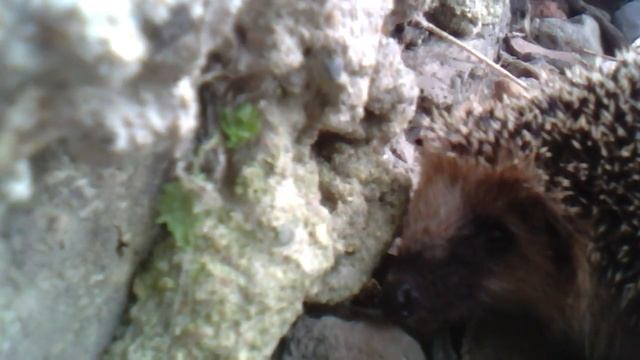 Я нашёл ежика на даче! смотреть онлайн