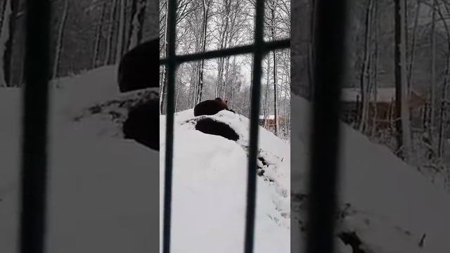 к вопросам берлогостроения. примерка папиной куртки и ее дизайн до жилетки смотреть онлайн