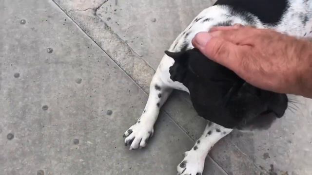 Французский бульдог Марсик, Борька и Гемантус... смотреть онлайн