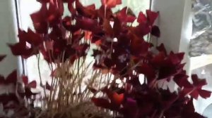 Комнатные цветы ))