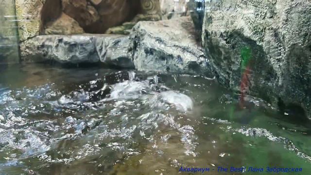 Выдры играют / Океанариум в Екатеринбурге смотреть онлайн