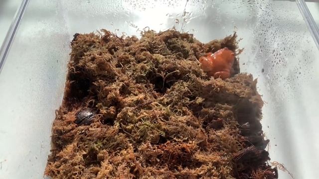 Содержание лягушки – помидорки!Сколько стоит? Где купить? Как обустроить террариум? Как кормить?￼￼? смотреть онлайн