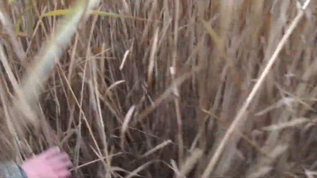 Охота на фазана смотреть онлайн