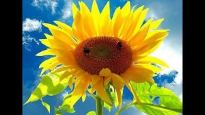 Родная песенка - детский хор (Ю. Чичков, П. Синявский)