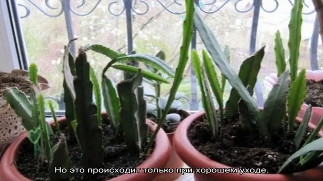 Эпифиллум — уход в домашних условиях смотреть онлайн