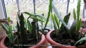 Эпифиллум — уход в домашних условиях