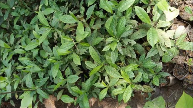 Rudraksha, Paulownia, Redsandalwood, Avocado Tree Plant nursery Green Economy Nepal #Paulownia смотреть онлайн