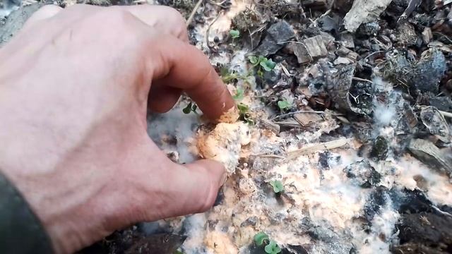 ?БАРМАТУХА? победит любые корневые гнили (фузариоз) смотреть онлайн