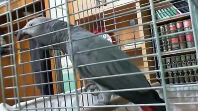 попугай читает намаз смотреть онлайн