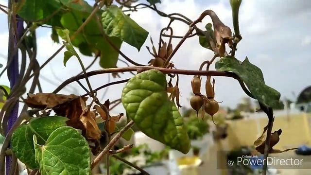 Morning Glory plant care and save to next year and collecting seeds of morning glory смотреть онлайн