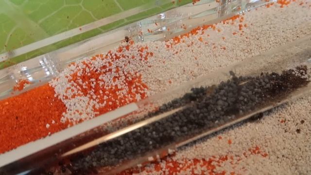 Открывают Посылку с Муравьями. Муравьиная ферма Ant Planet. Обзор смотреть онлайн