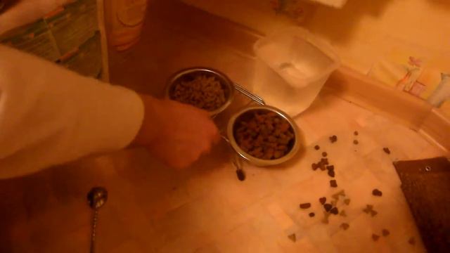 Инструкция по уходу за кошкой смотреть онлайн