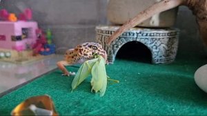 Эублефар VS богомол 
Битва титанов! 
2 хищника встретились в одной клетке!
Выживет - сильнейший!