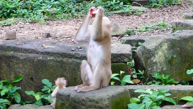 Unbelievable baby Lucy fall down from the top of tree to the ground, Lucy jump to escape big monkey смотреть онлайн