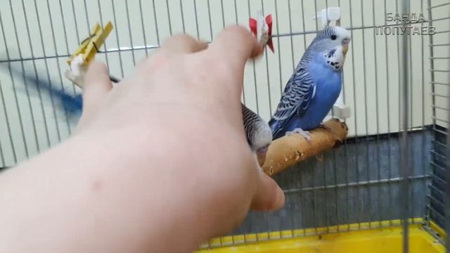 У попугаев от нежности до укусов 1но мгновение смотреть онлайн