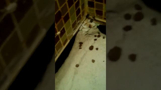 Гидроизоляция и стяжка душевой отеля Ч2